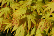- Acer palmatum 'Orange Dream' Japanese Maple - Mr Maple │ Buy Japanese Maple Trees