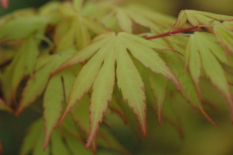 - Acer palmatum 'Orange Dream' Japanese Maple - Mr Maple │ Buy Japanese Maple Trees