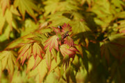 - Acer palmatum 'Orange Dream' Japanese Maple - Mr Maple │ Buy Japanese Maple Trees