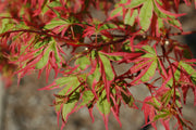 - Acer palmatum 'Beni shichihenge' Pink Variegated Japanese Maple - Mr Maple │ Buy Japanese Maple Trees