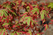 - Acer palmatum 'Beni shichihenge' Pink Variegated Japanese Maple - Mr Maple │ Buy Japanese Maple Trees