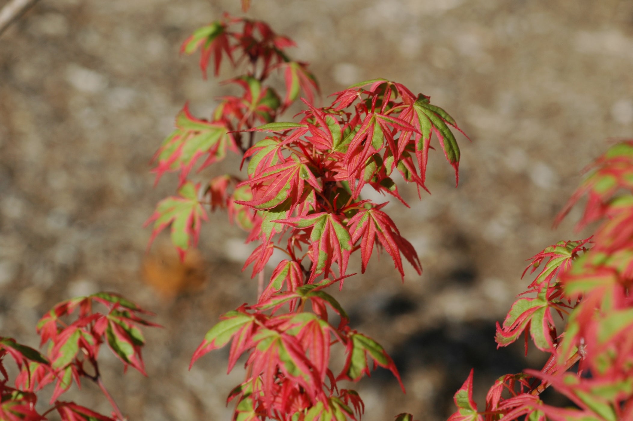 Buy Acer Palmatum Beni Shichihenge Pink Variegated Japanese Maple — Mr Maple │ Buy Japanese