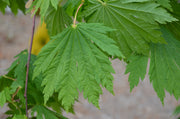 - Acer japonicum ‘Rising Sun’ Japanese Maple - Mr Maple │ Buy Japanese Maple Trees