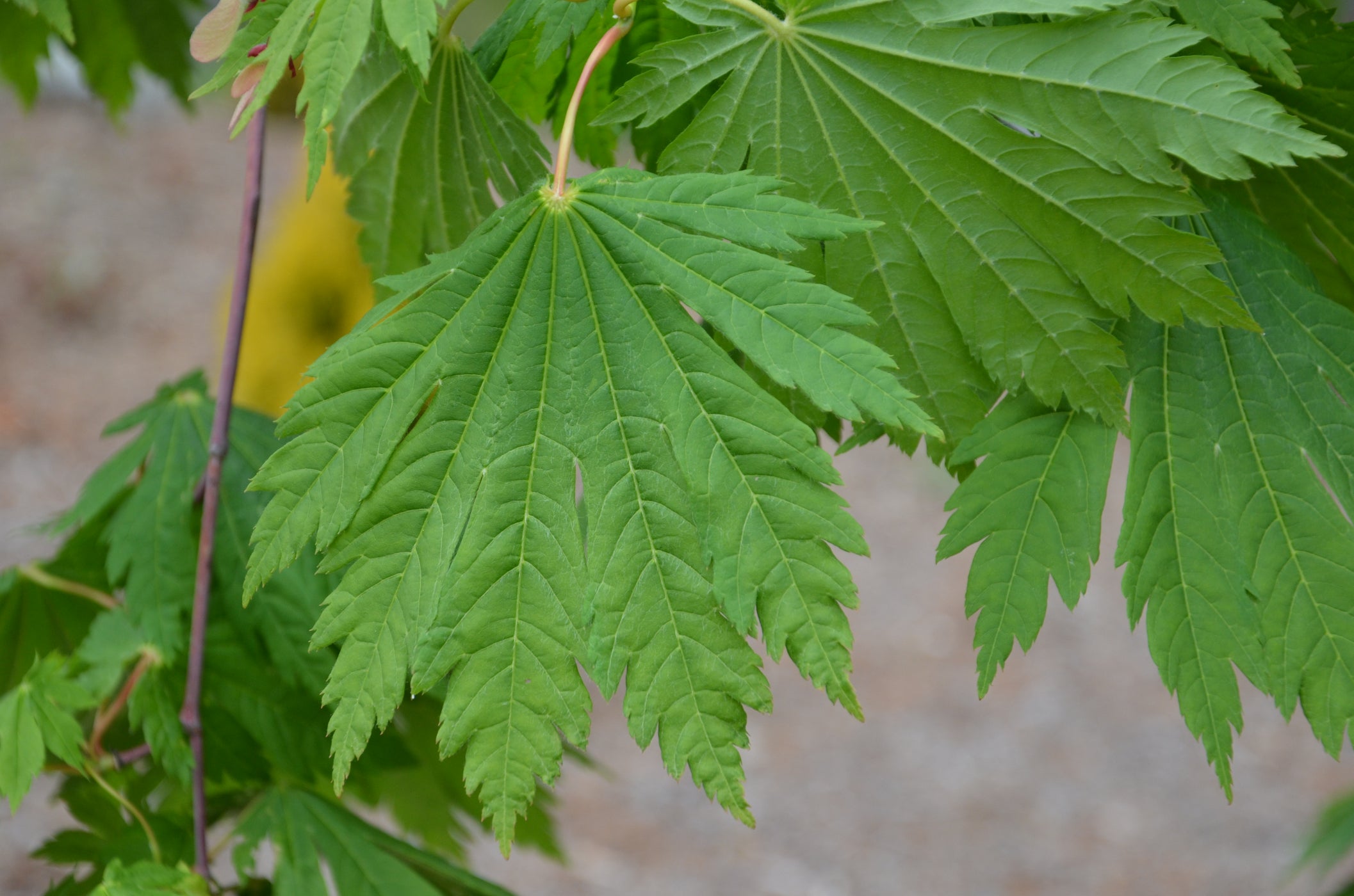 Acer japonicum ‘Rising Sun’ Japanese Maple — Mr Maple │ Buy Japanese ...