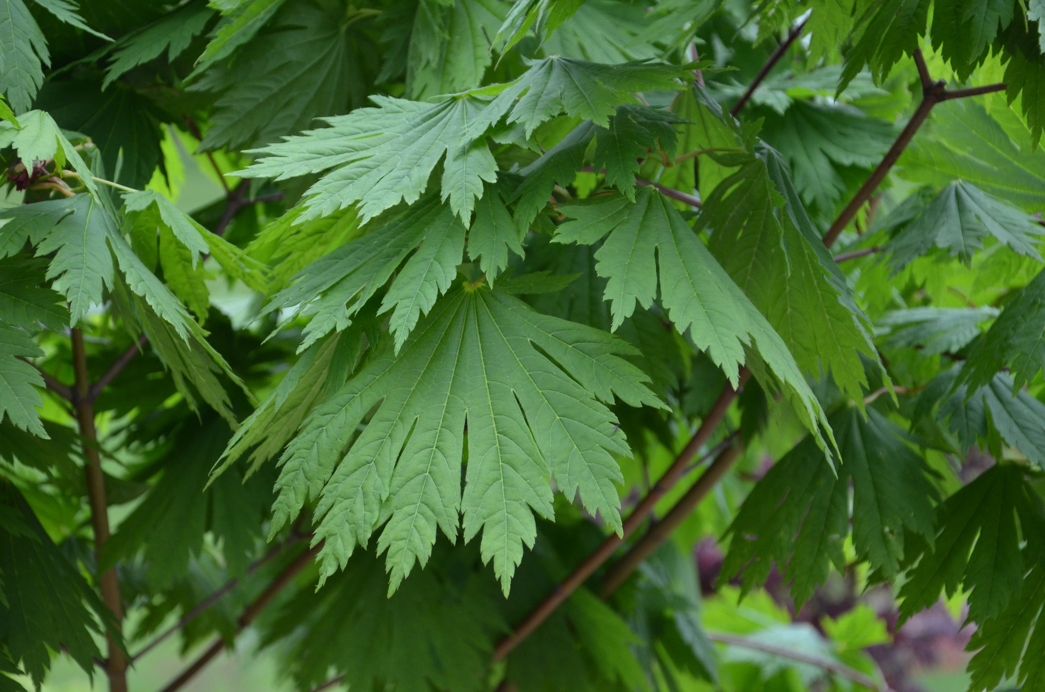 Acer japonicum ‘Rising Sun’ Japanese Maple — Mr Maple │ Buy Japanese ...