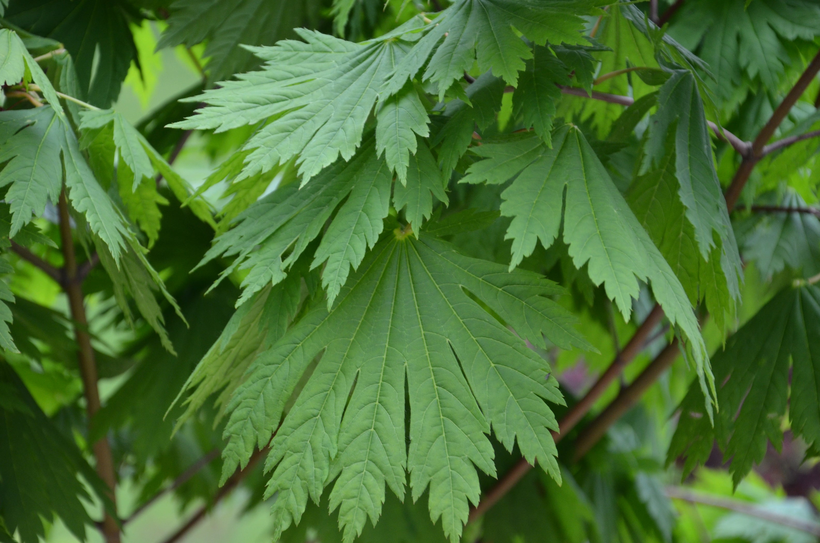 Acer Japonicum ‘rising Sun’ Japanese Maple — Mr Maple │ Buy Japanese 