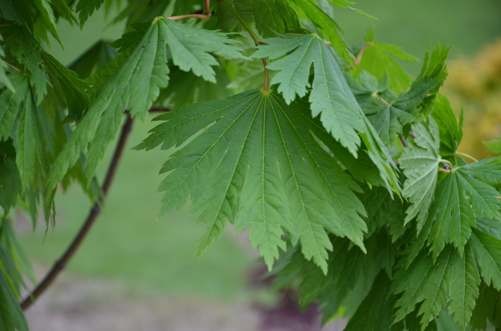 Acer japonicum ‘Rising Sun’ Japanese Maple — Mr Maple │ Buy Japanese ...