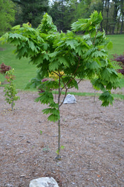 - Acer japonicum ‘Rising Sun’ Japanese Maple - Mr Maple │ Buy Japanese Maple Trees
