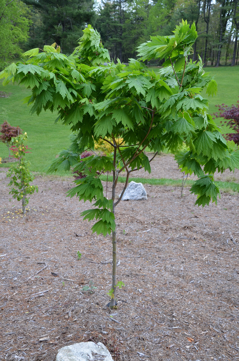 - Acer japonicum ‘Rising Sun’ Japanese Maple - Mr Maple │ Buy Japanese Maple Trees