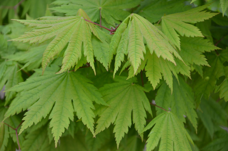 - Acer japonicum 'Vitifolium' Large Leaf Full Moon Japanese Maple - Mr Maple │ Buy Japanese Maple Trees
