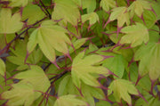 - Acer palmatum 'Tsuma gaki' Japanese Maple - Mr Maple │ Buy Japanese Maple Trees