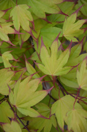 - Acer palmatum 'Tsuma gaki' Japanese Maple - Mr Maple │ Buy Japanese Maple Trees
