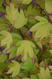 - Acer palmatum 'Tsuma gaki' Japanese Maple - Mr Maple │ Buy Japanese Maple Trees