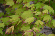 - Acer palmatum 'Tsuma gaki' Japanese Maple - Mr Maple │ Buy Japanese Maple Trees