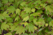 - Acer palmatum 'Tsuma gaki' Japanese Maple - Mr Maple │ Buy Japanese Maple Trees