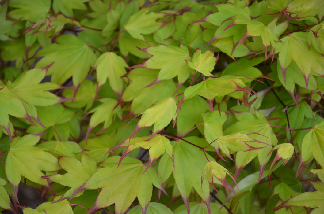Acer palmatum 'Tsuma gaki' Japanese Maple