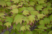 - Acer palmatum 'Tsuma gaki' Japanese Maple - Mr Maple │ Buy Japanese Maple Trees