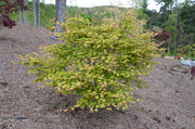 - Acer palmatum 'Tsuma gaki' Japanese Maple - Mr Maple │ Buy Japanese Maple Trees