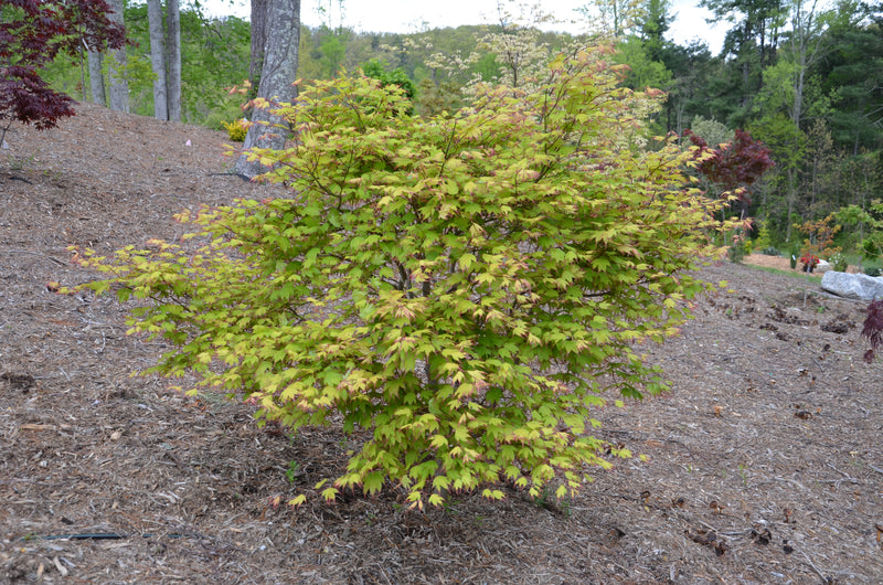- Acer palmatum 'Tsuma gaki' Japanese Maple - Mr Maple │ Buy Japanese Maple Trees