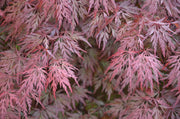 - FOR PICK UP ONLY | Acer palmatum 'Orangeola' Japanese Maple | DOES NOT SHIP - Mr Maple │ Buy Japanese Maple Trees