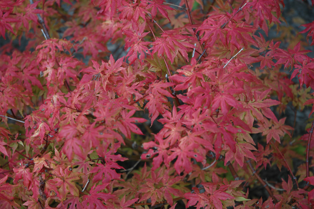 Acer palmatum 'Aka shigitatsu sawa' Japanese Maple