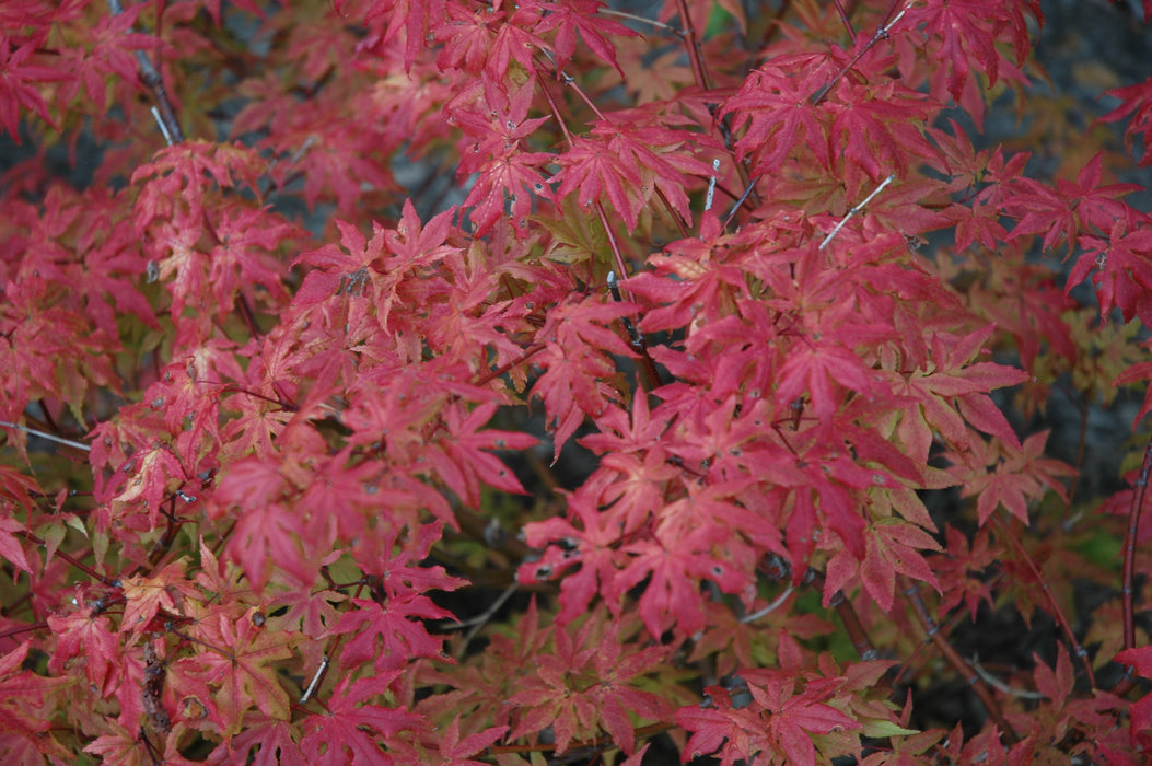 FOR PICKUP ONLY | Acer palmatum 'Aka shigitatsu sawa' Japanese Maple | DOES NOT SHIP