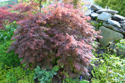 - FOR PICK UP ONLY | Acer palmatum 'Orangeola' Japanese Maple | DOES NOT SHIP - Mr Maple │ Buy Japanese Maple Trees