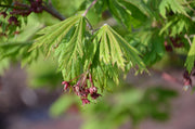- Acer japonicum 'Mai kujaku' Dancing Peacock Japanese Maple - Mr Maple │ Buy Japanese Maple Trees