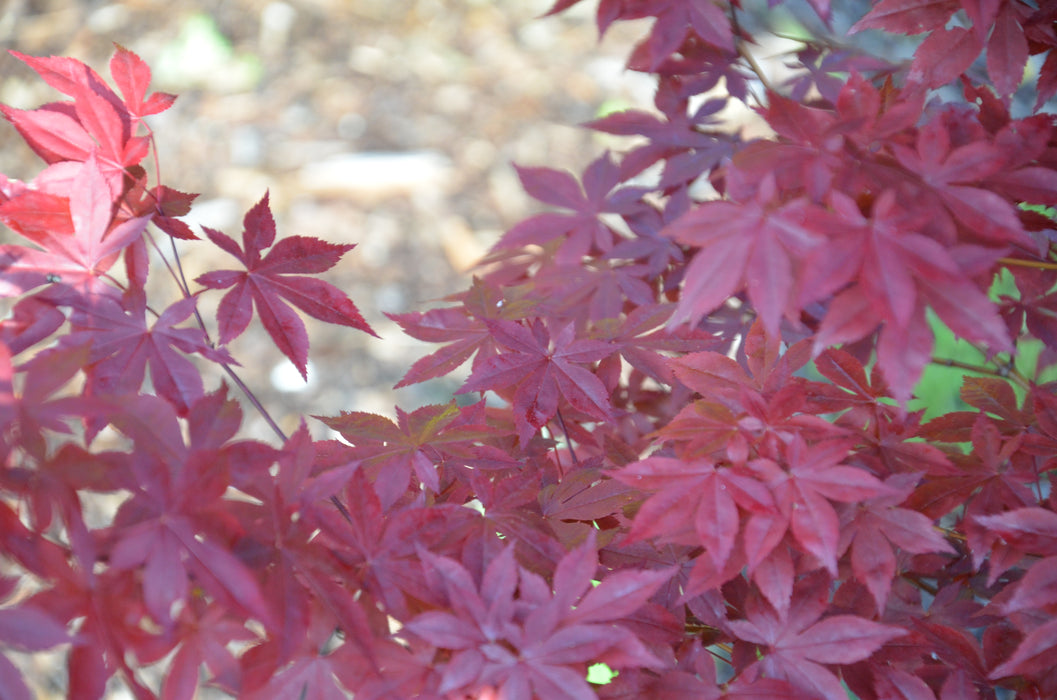 Acer palmatum 'Oshu beni' Japanese Maple