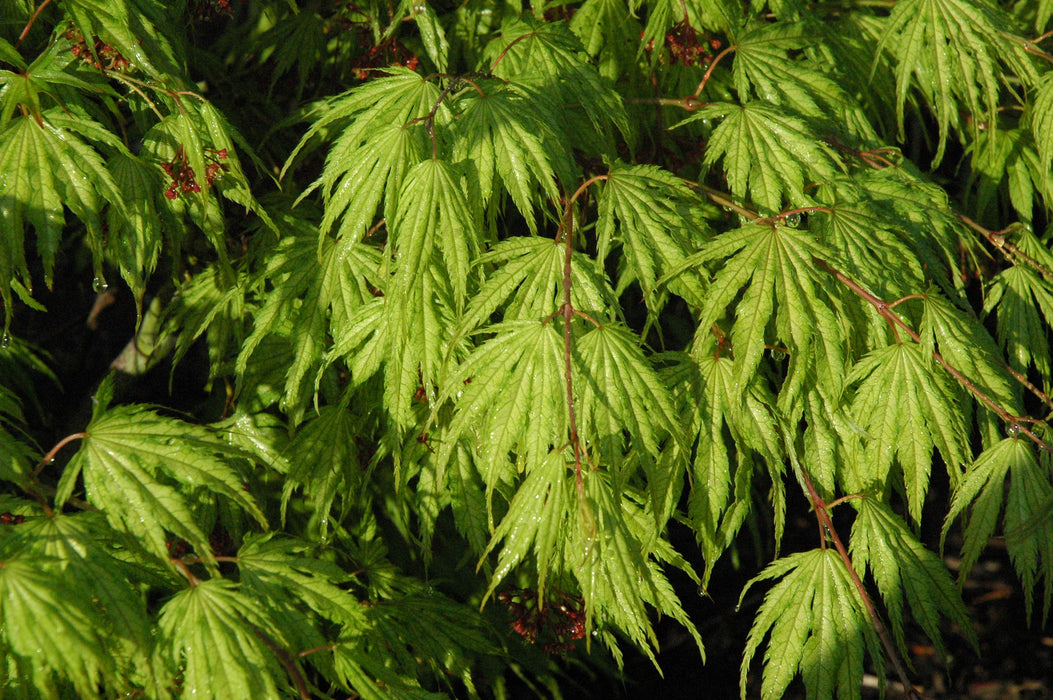 Acer palmatum 'Tiger Rose' Japanese Maple