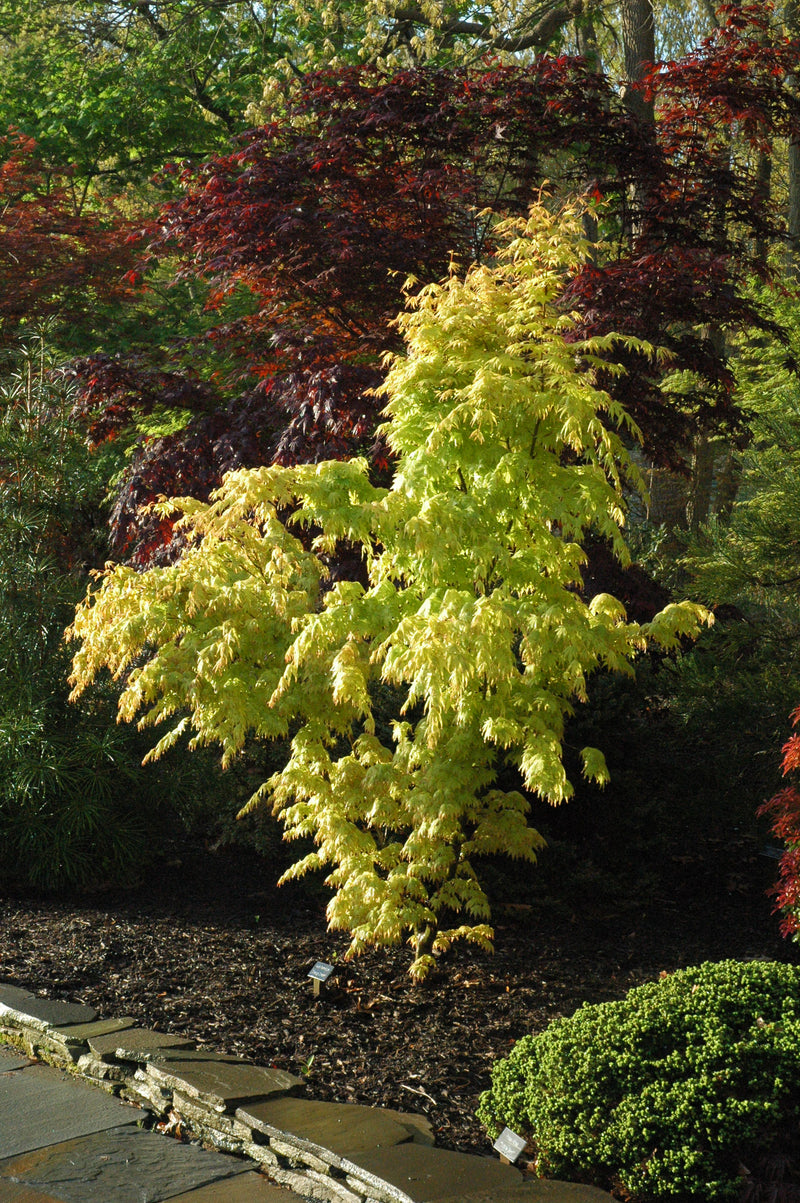 - Acer palmatum 'Orange Dream' Japanese Maple - Mr Maple │ Buy Japanese Maple Trees