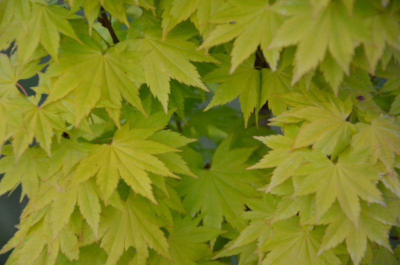 - Acer shirasawanum 'Jordan' Golden Full Moon Japanese Maple - Mr Maple │ Buy Japanese Maple Trees