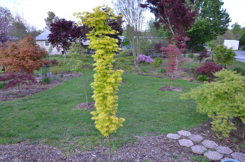 - Acer shirasawanum 'Jordan' Golden Full Moon Japanese Maple - Mr Maple │ Buy Japanese Maple Trees