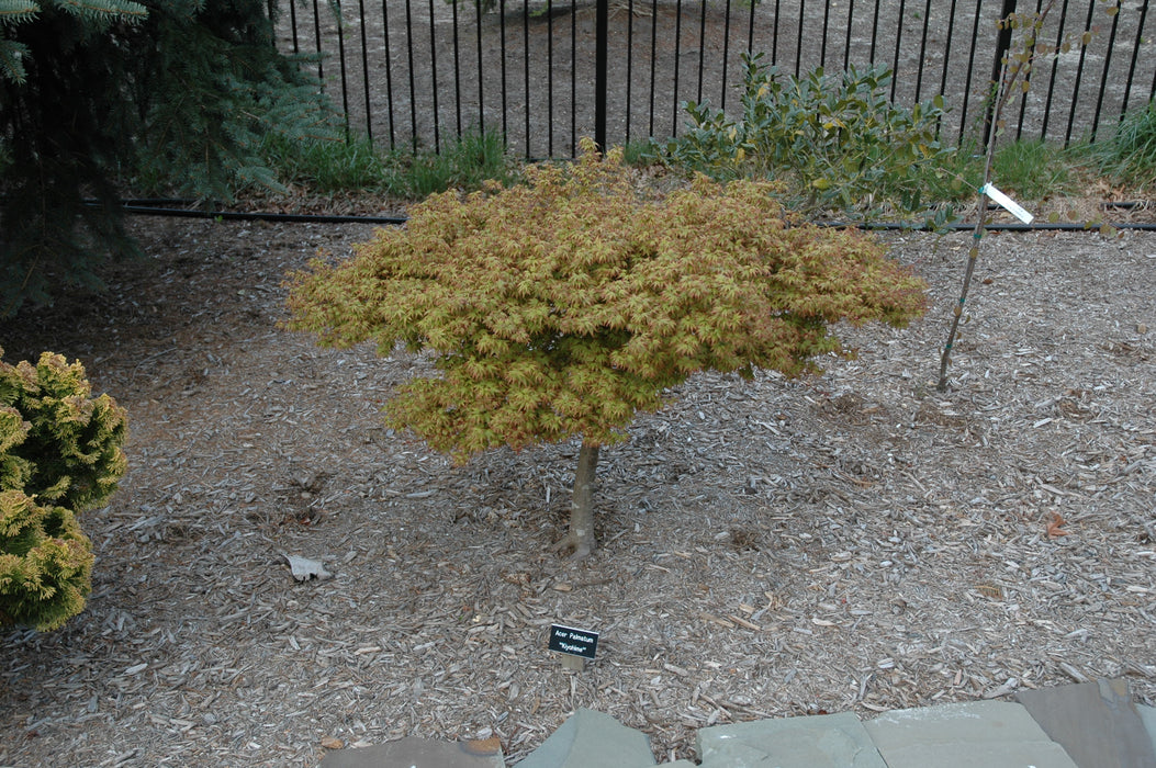 Acer palmatum 'Kiyohime' Dwarf Japanese Maple