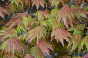 - FOR PICKUP ONLY | Acer shirasawanum Moonrise™ Full Moon Japanese Maple | DOES NOT SHIP - Mr Maple │ Buy Japanese Maple Trees