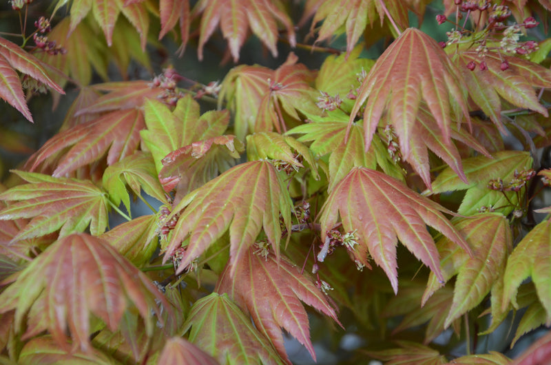 - FOR PICKUP ONLY | Acer shirasawanum Moonrise™ Full Moon Japanese Maple | DOES NOT SHIP - Mr Maple │ Buy Japanese Maple Trees