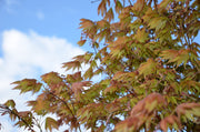 - FOR PICKUP ONLY | Acer shirasawanum Moonrise™ Full Moon Japanese Maple | DOES NOT SHIP - Mr Maple │ Buy Japanese Maple Trees