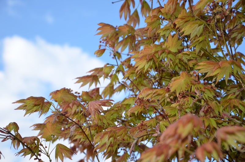 - FOR PICKUP ONLY | Acer shirasawanum Moonrise™ Full Moon Japanese Maple | DOES NOT SHIP - Mr Maple │ Buy Japanese Maple Trees