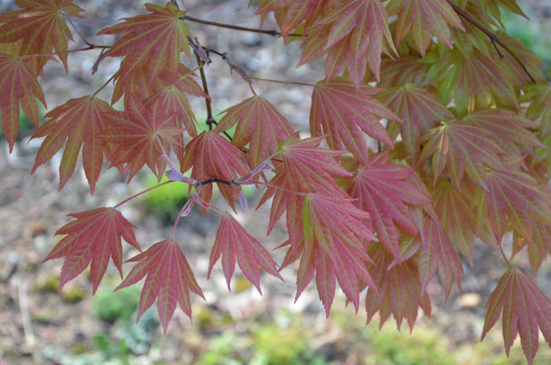 - Acer shirasawanum 'Moonrise™' Full Moon Japanese Maple - Mr Maple │ Buy Japanese Maple Trees