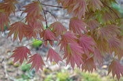 - FOR PICKUP ONLY | Acer shirasawanum Moonrise™ Full Moon Japanese Maple | DOES NOT SHIP - Mr Maple │ Buy Japanese Maple Trees