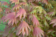 - Acer shirasawanum 'Moonrise™' Full Moon Japanese Maple - Mr Maple │ Buy Japanese Maple Trees