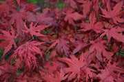 - Acer palmatum 'Purple Ghost' Japanese Maple - Mr Maple │ Buy Japanese Maple Trees