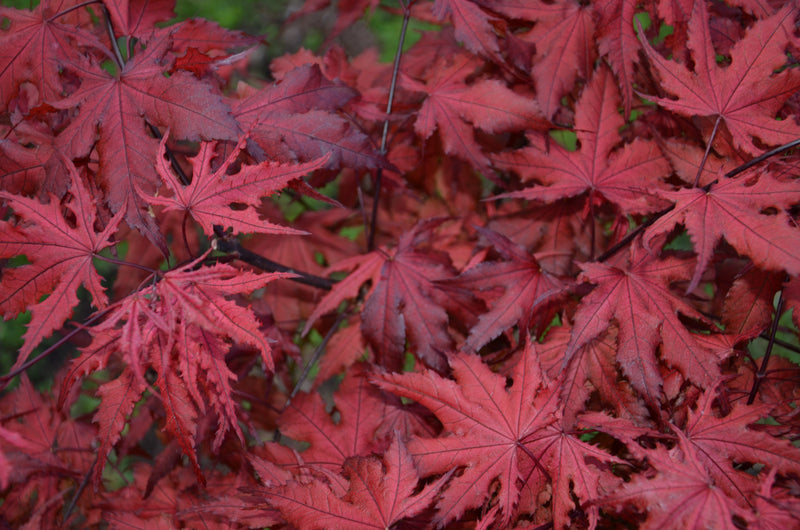 - Acer palmatum 'Purple Ghost' Japanese Maple - Mr Maple │ Buy Japanese Maple Trees