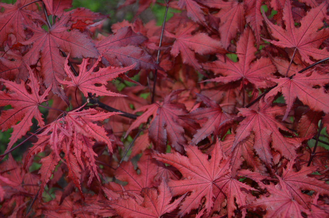 FOR PICKUP ONLY | Acer palmatum 'Purple Ghost' Japanese Maple | DOES NOT SHIP