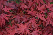 - Acer palmatum 'Purple Ghost' Japanese Maple - Mr Maple │ Buy Japanese Maple Trees