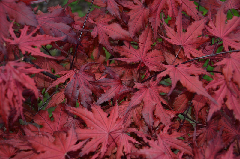 - Acer palmatum 'Purple Ghost' Japanese Maple - Mr Maple │ Buy Japanese Maple Trees