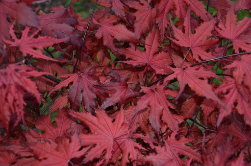 - FOR PICKUP ONLY | Acer palmatum 'Purple Ghost' Japanese Maple | DOES NOT SHIP - Mr Maple │ Buy Japanese Maple Trees