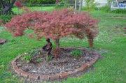 - Acer palmatum 'Baldsmith' Laceleaf Japanese Maple - Mr Maple │ Buy Japanese Maple Trees