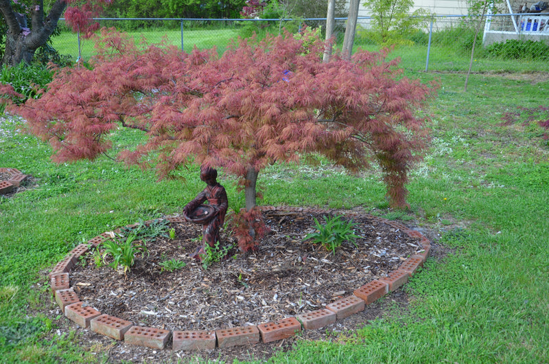 - Acer palmatum 'Baldsmith' Laceleaf Japanese Maple - Mr Maple │ Buy Japanese Maple Trees