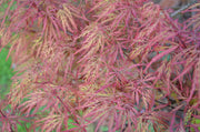 - Acer palmatum 'Baldsmith' Laceleaf Japanese Maple - Mr Maple │ Buy Japanese Maple Trees